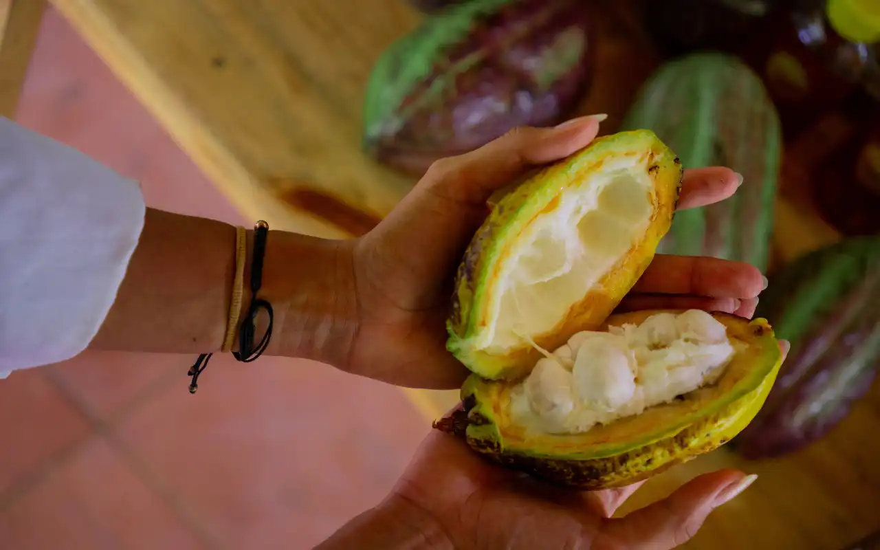 Minca Tour: Coffee, Cacao and Waterfall Experience gallery