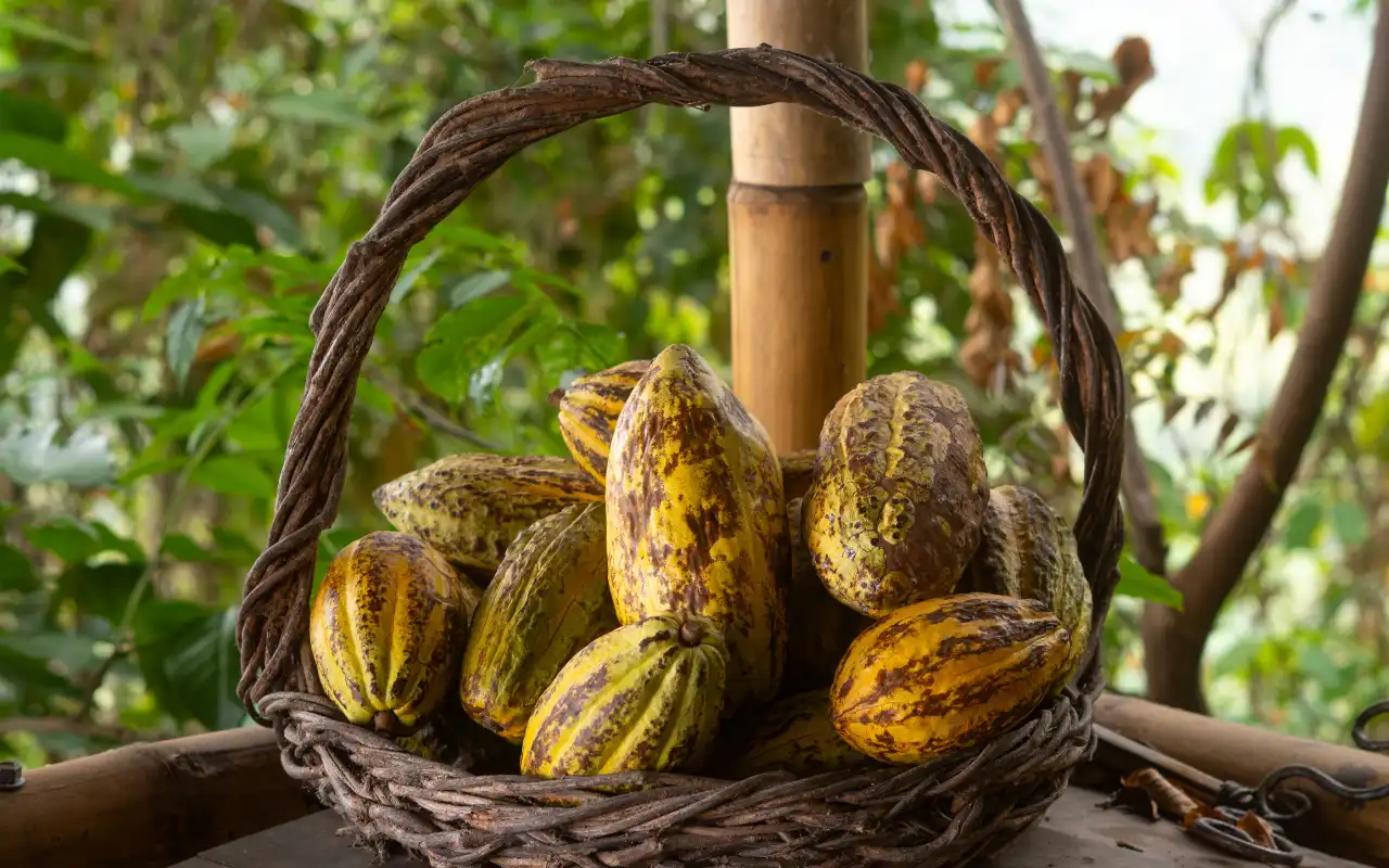 Minca Day Trip from Santa Marta: Nature, Coffee and Natural slides gallery