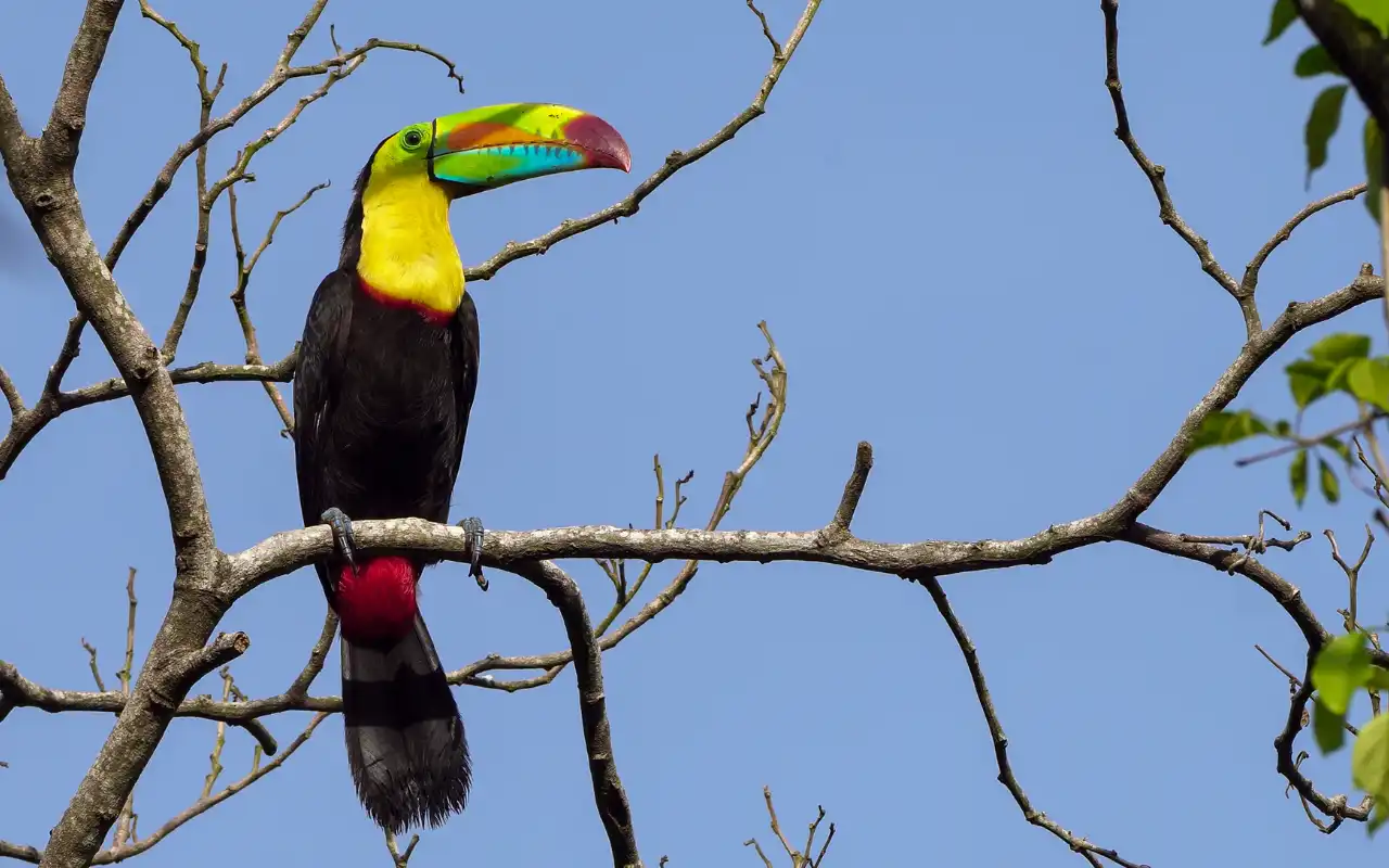 Minca Day Trip from Santa Marta: Nature, Coffee and Natural slides gallery