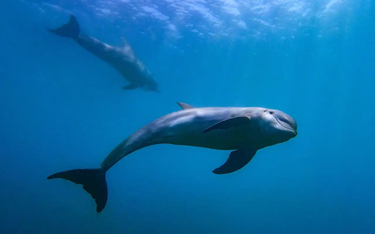 Galería de Tour Acuario Santa Marta: Centro de Vida Marina y Playa Blanca