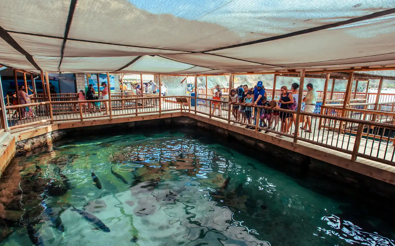 Galería de Tour Acuario Santa Marta: Centro de Vida Marina y Playa Blanca