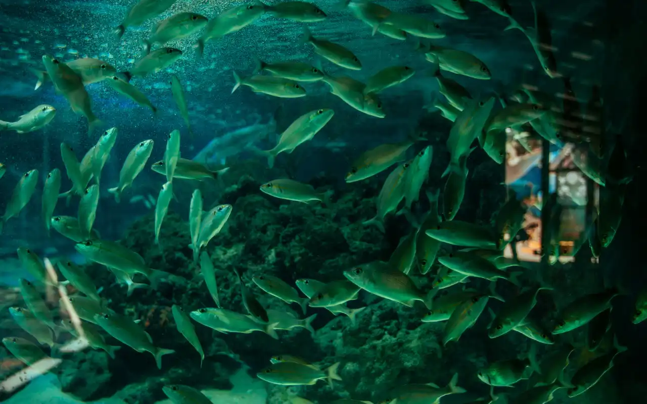Galería de Tour Acuario Santa Marta: Centro de Vida Marina y Playa Blanca