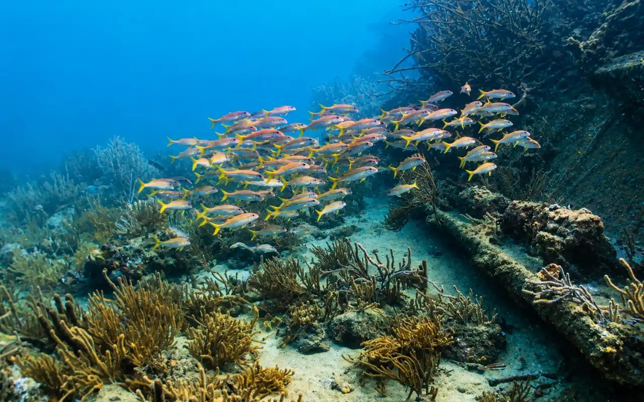 Galería de Tour de Snorkeling en Santa Marta y Arrecifes del Tayrona