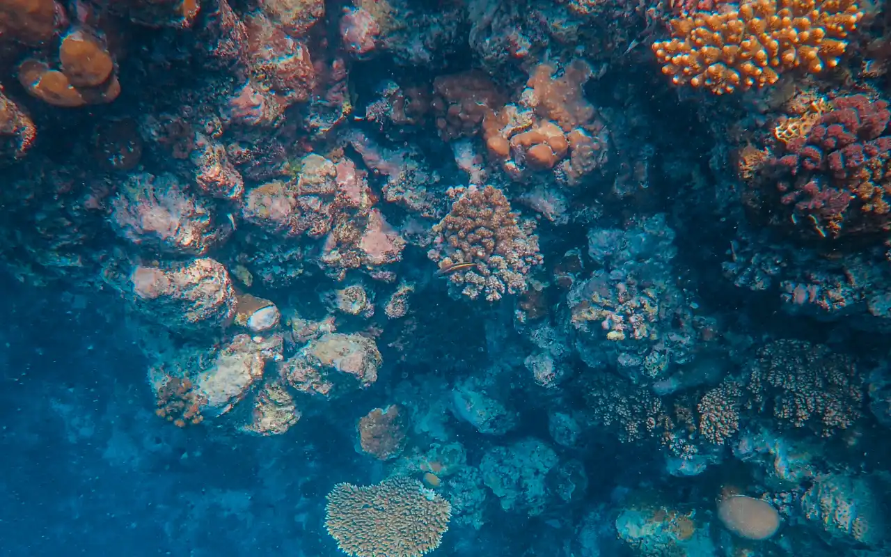 Galería de Tour de Snorkeling en Santa Marta y Arrecifes del Tayrona