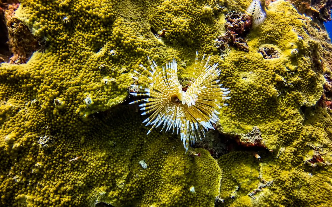 Galería de Tour de Snorkeling en Santa Marta y Arrecifes del Tayrona