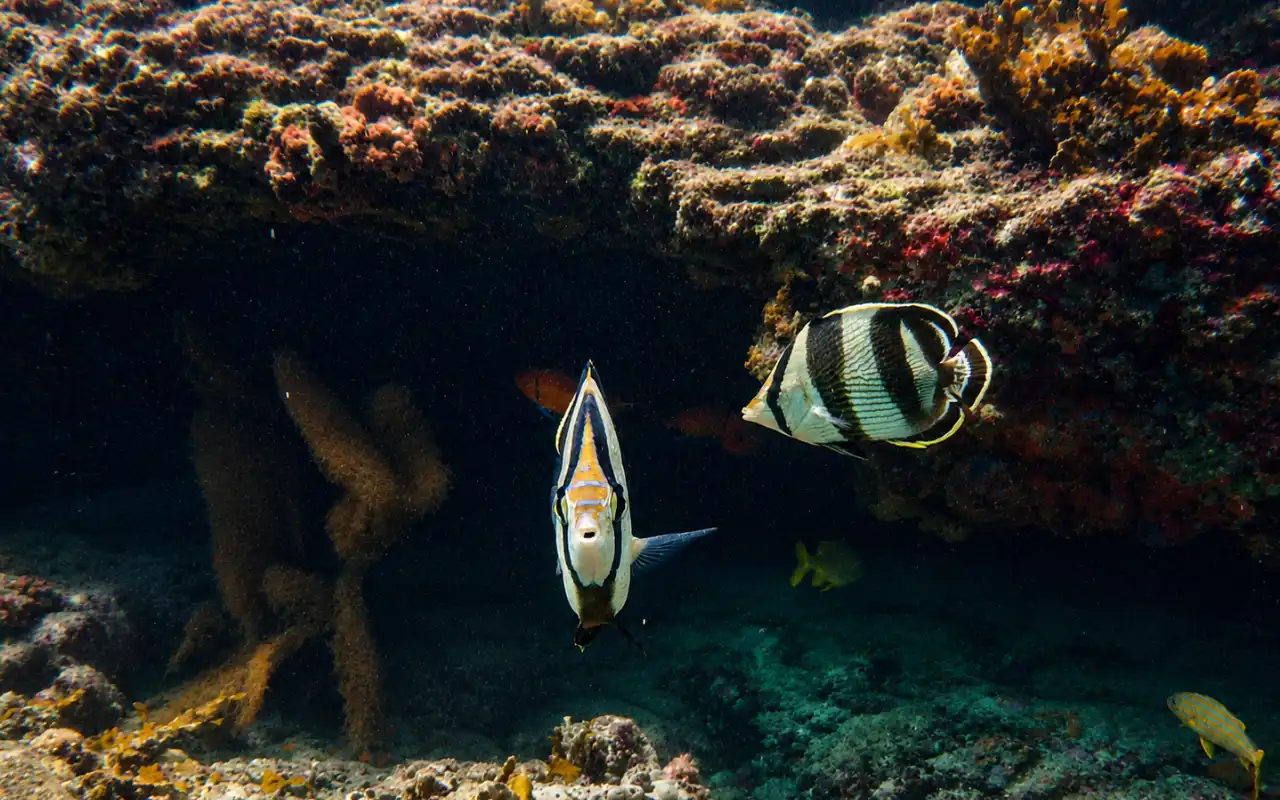 Galería de Tour de Snorkeling en Santa Marta y Arrecifes del Tayrona