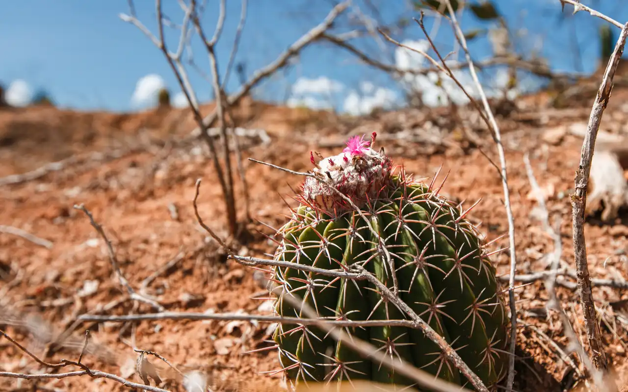 Galería de Desierto de la Tatacoa: Tour 1 Día desde Villavieja