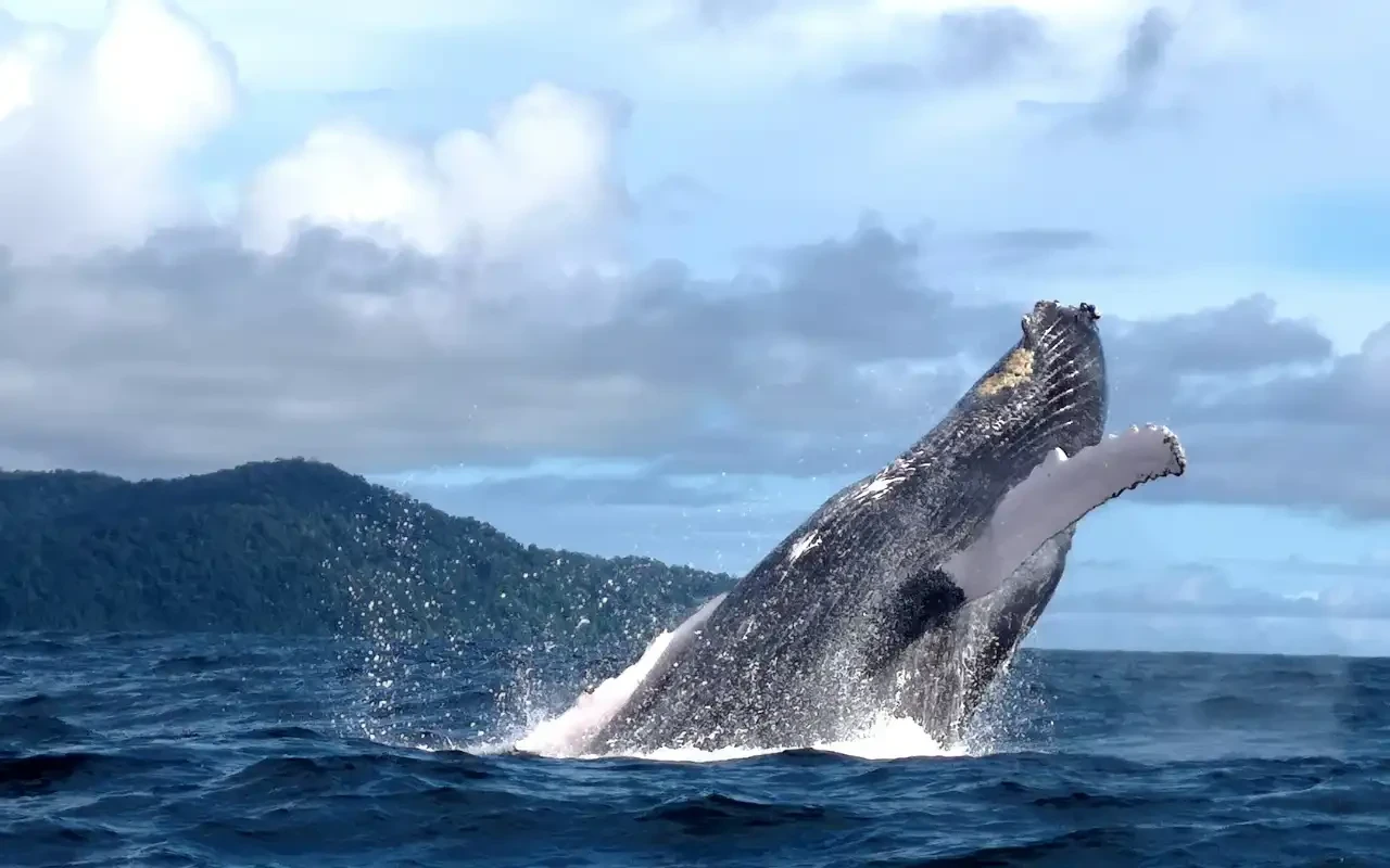 Humpback whales in Bahía Solano Colombia