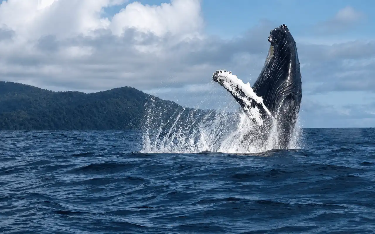 Whale Watching Bahía Solano: Humpback Whales gallery
