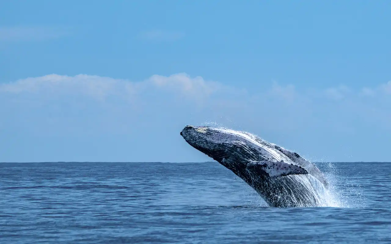 Whale Watching Bahía Solano: Humpback Whales gallery