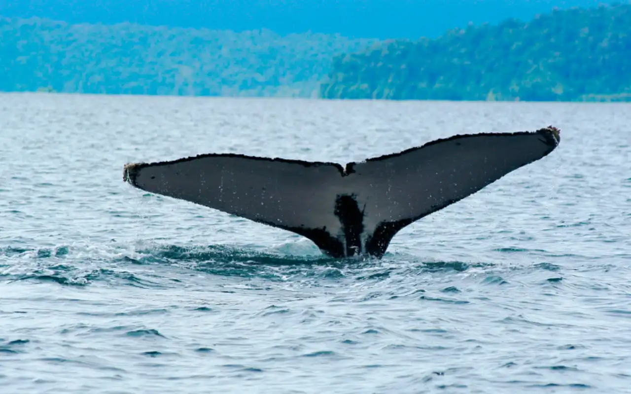 Whale Watching Bahía Solano: Humpback Whales gallery