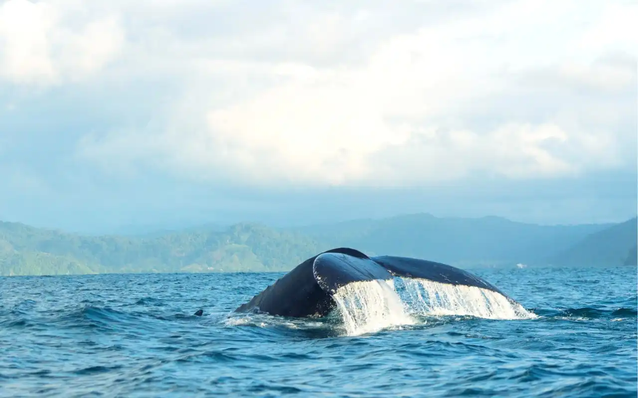 Whale Watching Bahía Solano: Humpback Whales gallery