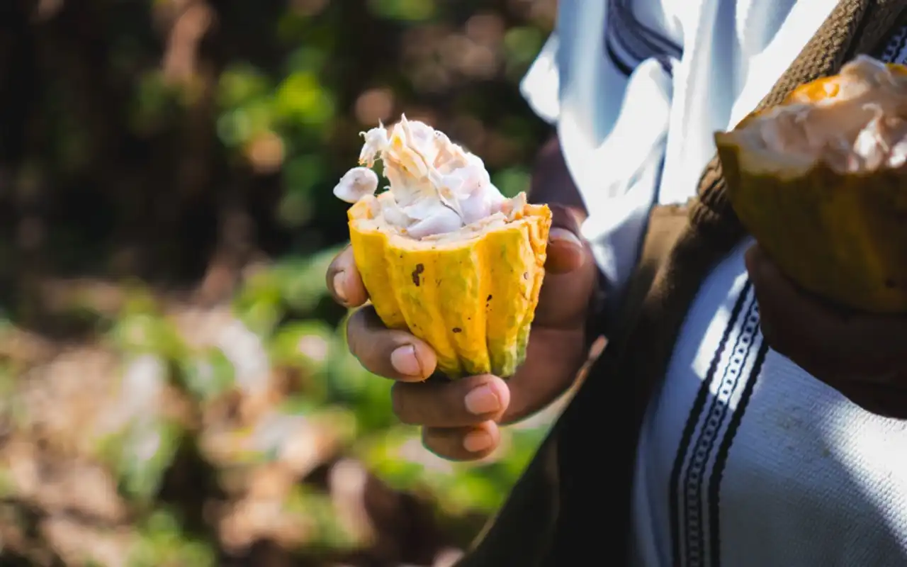 Galería de Comunidad Indígena Kutunsama: Tejido, Cacao y Espiritualidad