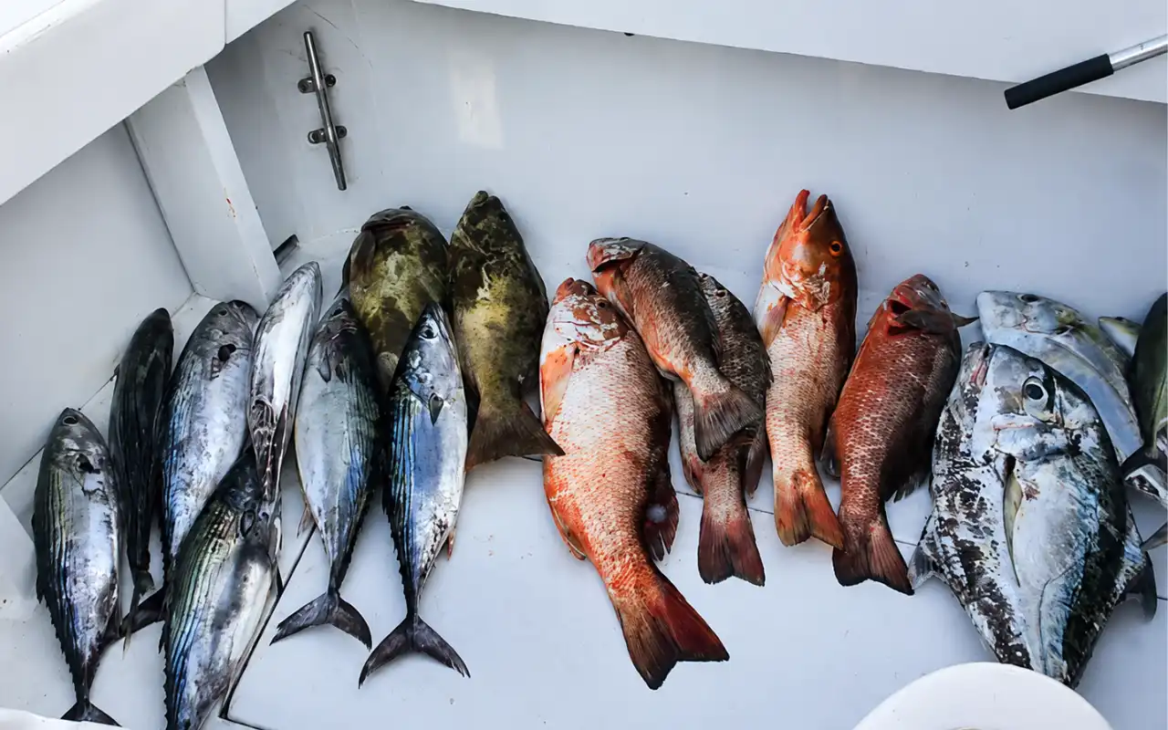 Fishing Tour Santa Marta: A Day with Local Fishermen gallery