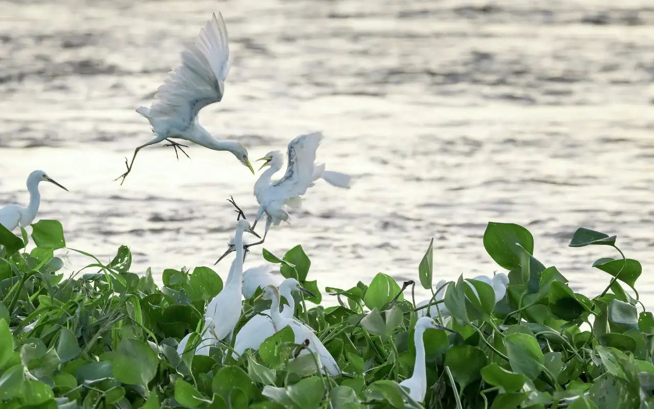 Mallorquin Ecopark & Puerto Mocho Beach Barranquilla gallery