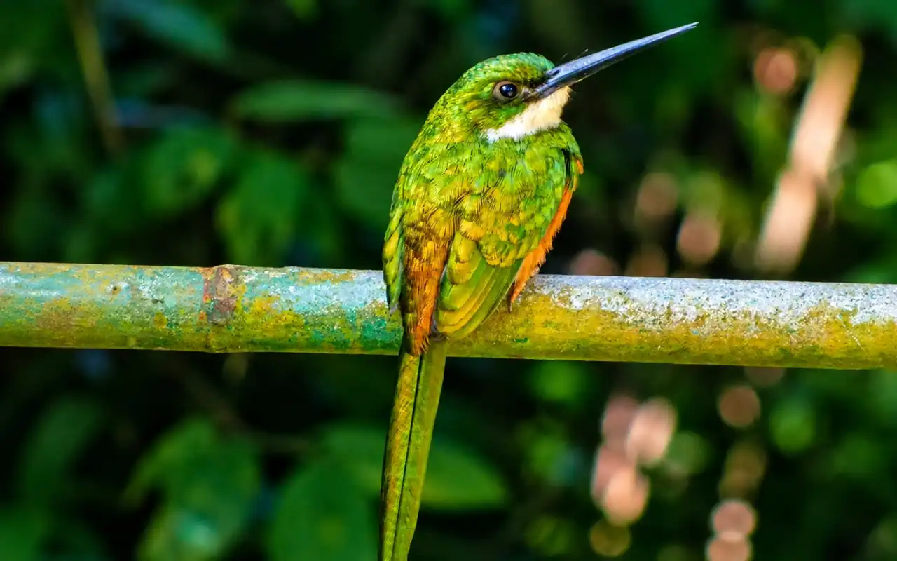 Avistamiento de aves durante el trekking
