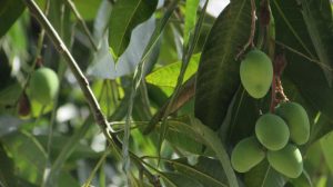 Imagen de Frutas Típicas de Colombia: Las Exóticas que Debes Probar