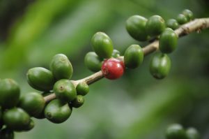 Tour the cafe at Minca Colombia