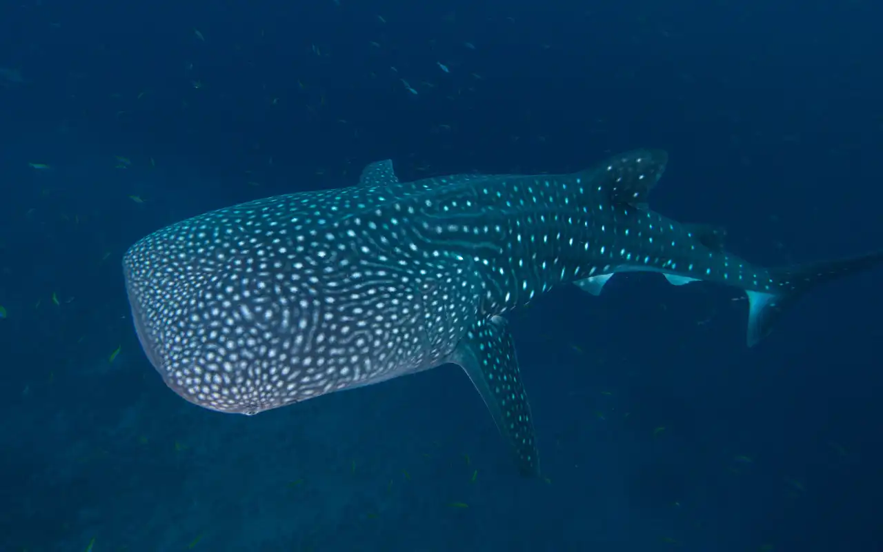 Avistamiento de ballenas en Bahía Solano Colombia