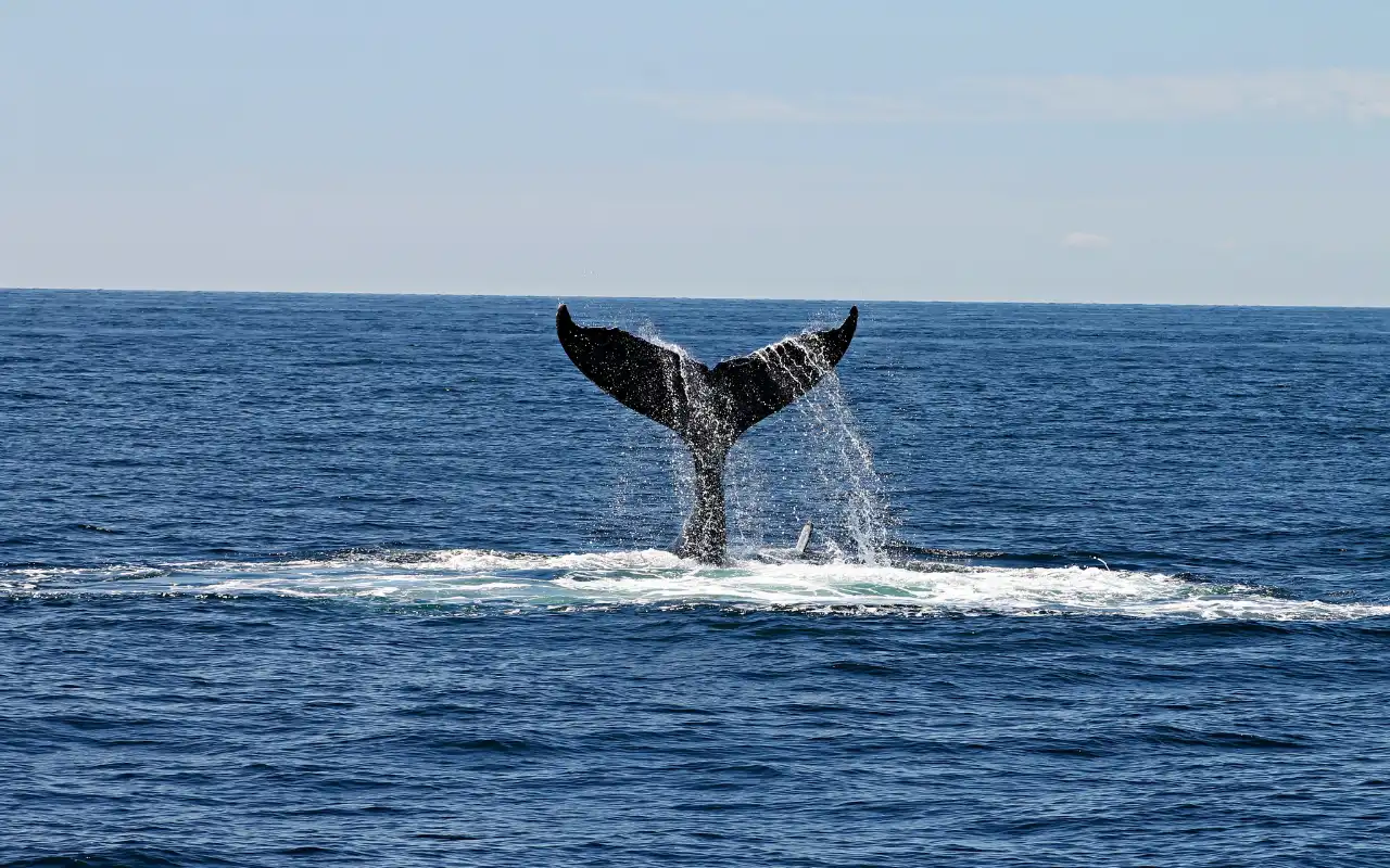 Avistamiento de ballenas en Bahía Solano