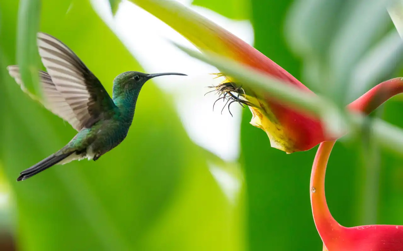 biodiversity in sierra nevada de santa marta colombia