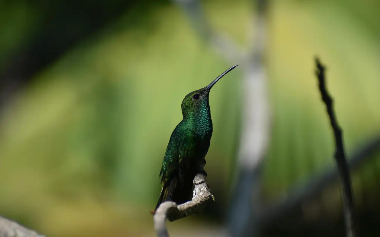Colibrí - Naturaleza de Colombia