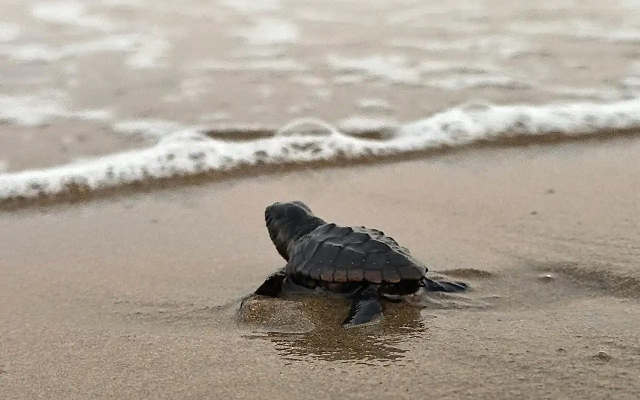 Conservación de tortugas marinas en Bahía Solano