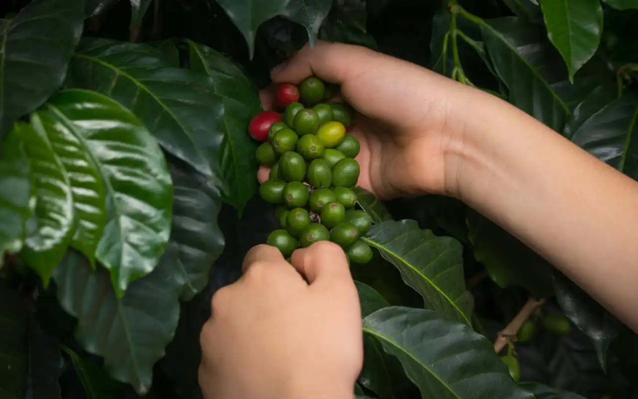 Fincas cafeteras en Huila Colombia