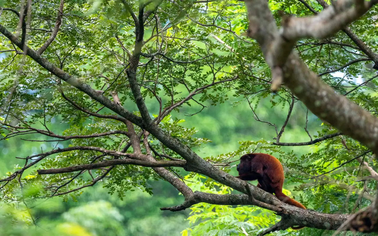 monkeys in tayrona national park in their natural habitat