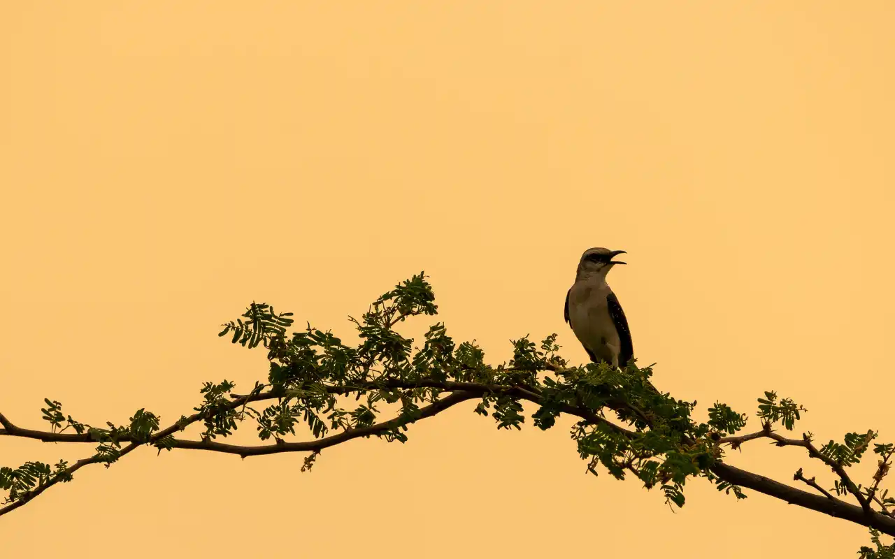 birdwatching in la guajira colombia