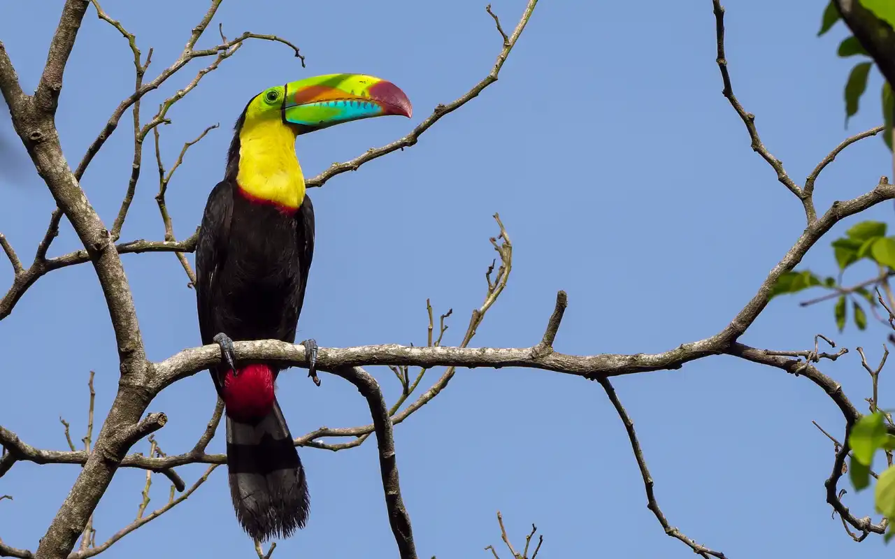 tukan in sierra nevada de santa marta colombia